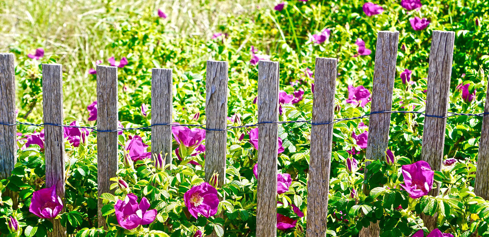 Blooming beach roses along a wood fence in Block Island, Rhode Island